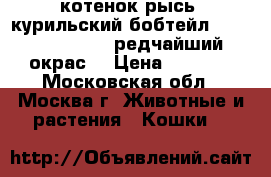 котенок-рысь  курильский бобтейл Seal-Tabby-Point редчайший окрас  › Цена ­ 5 000 - Московская обл., Москва г. Животные и растения » Кошки   